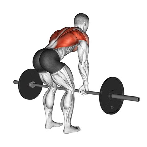 How to Do Barbell Rows: Muscles Worked & Proper Form .